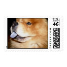 postcard - Chow