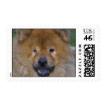 Chow Dog Postage Stamp