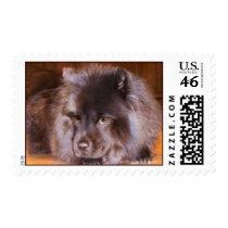 Chow Stamps