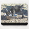 chow time mousepads
