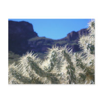 Choya Cactus - Arizona Postcard