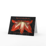 christmas, merry christmas, amaryllis, holiday,