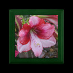 Christmas Amaryllis Gift Box