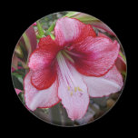 Christmas Amaryllis Magnet