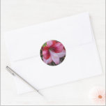 Christmas Amaryllis Sticker