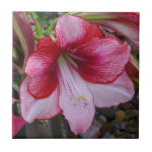 Christmas Amaryllis Tile