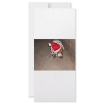CHRISTMAS BASSET rack cards