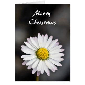 Christmas beautiful white and yellow daisy