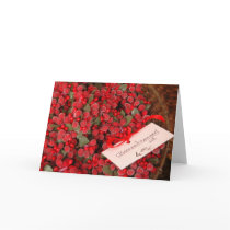 Christmas Berries cards