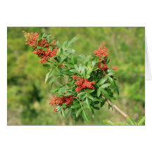 Christmas Berry Greeting Card