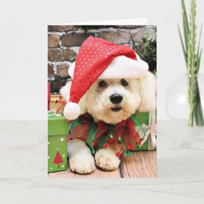 Christmas - Bichon Frise - Daisy Greeting Card