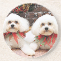 Christmas - Bichon Frise - Harry and Hermie Beverage Coaster