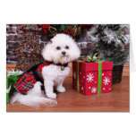 Christmas - Bichon Frise - Mia Card