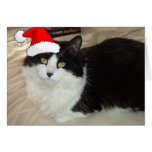 Christmas Black and White Cat Cards