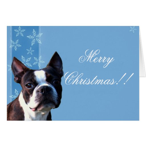 Christmas Boston Terrier Greeting Card Zazzle