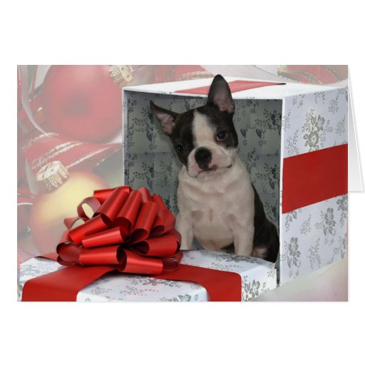 Christmas Boston Terrier Greeting Card Zazzle