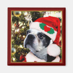 Christmas Boston terrier Magnets