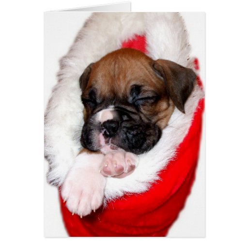 Christmas boxer puppy greeting card