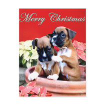 Christmas boxer puppy postcard