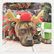 Christmas - Boxer X - Kita Square Sticker