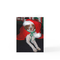 CHRISTMAS BRITTANY cards by rstockcpa CHRISTMAS BRITTANY cards