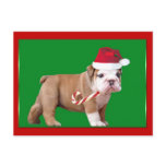 Christmas Bulldog puppy Postcards