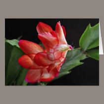 Christmas Cactus Blossom cards