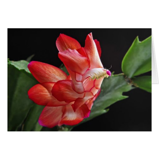 Christmas Cactus Blossom Card