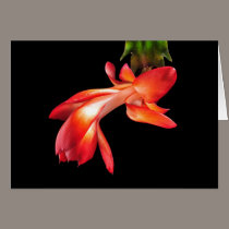 Christmas Cactus Blossom cards
