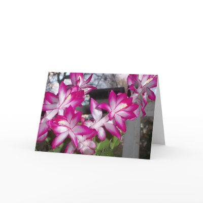 Christmas Cactus Card by Groovynet
