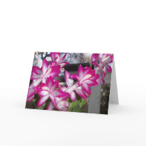 Christmas Cactus cards