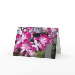 christmas, cactus, flower, plant, outdoors,