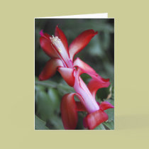 Christmas Cactus cards