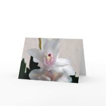 Christmas Cactus cards