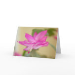 Christmas Cactus - Customized Cards