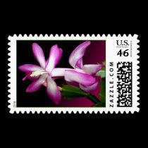 Christmas Cactus Flowers postage by kokobaby Christmas Cactus Flowers postage