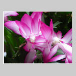 Christmas Cactus Flowers Postcard postcards