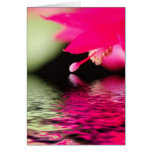 Christmas cactus greeting card