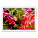 Christmas Cactus, Holiday Card 1