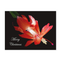 Christmas Cactus Merry Christmas Series Postcards