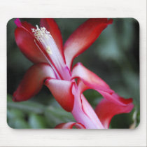 Christmas Cactus mousepads