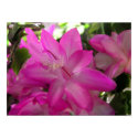 Christmas Cactus Photo Poster/Print