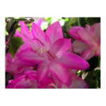 cactus, christmas cactus, plant, flower,