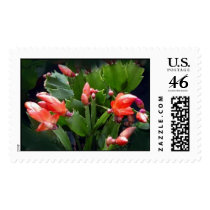 Christmas Cactus postage