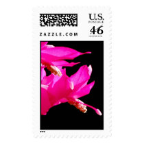 Christmas Cactus Postage Stamp