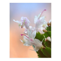 Christmas Cactus Postcards