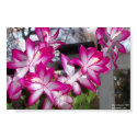 Christmas Cactus posters