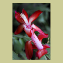 christmas cactus posters