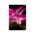 Christmas Cactus posters by PhotosMart Christmas Cactus posters