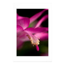 Christmas Cactus posters